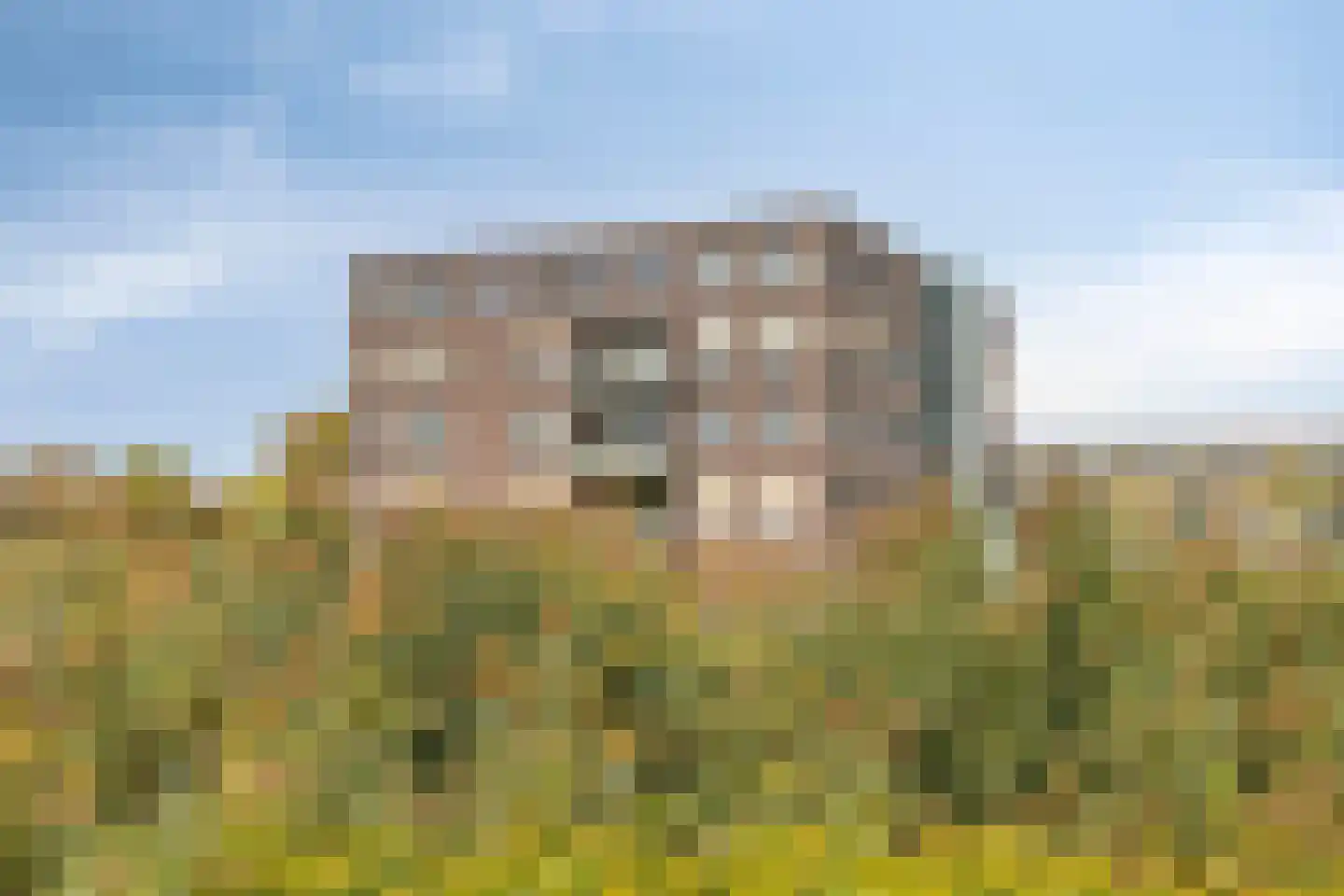 Koriander 6 Heinkenszand thumbnail 35