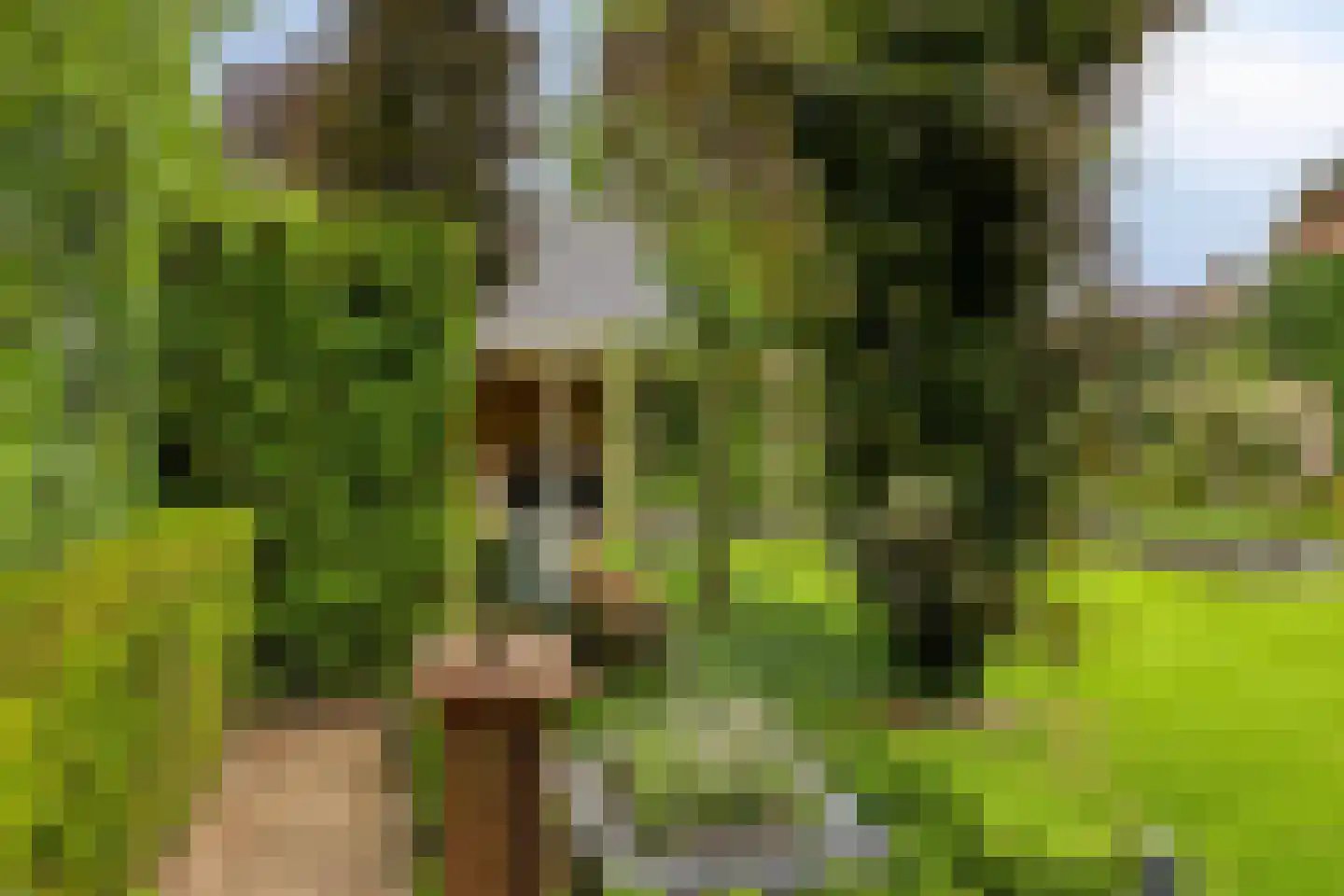 Koriander 8 Sint-Oedenrode thumbnail 101