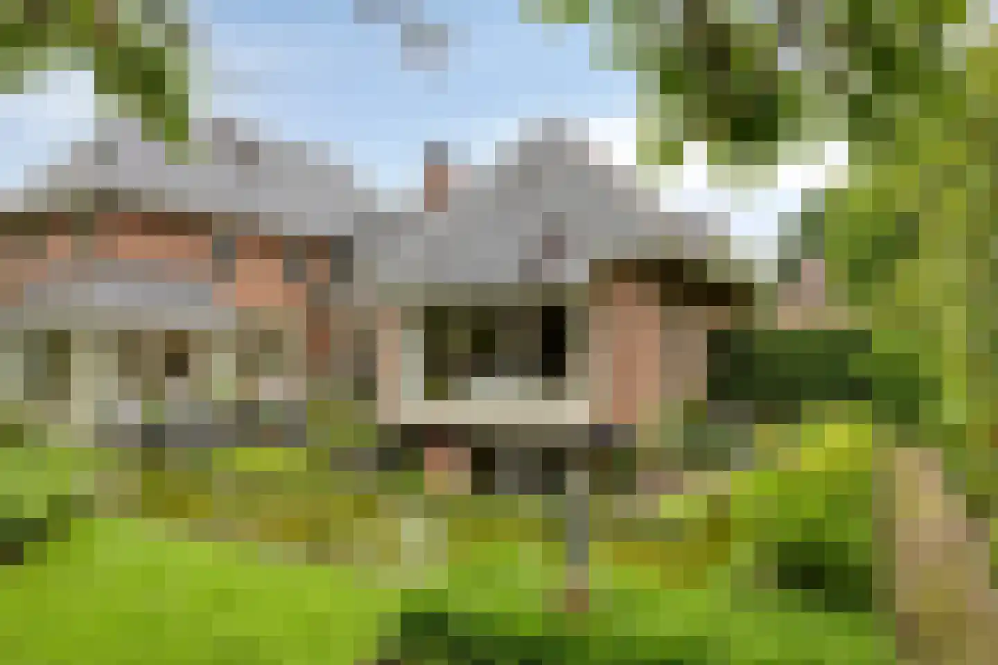 Koriander 8 Sint-Oedenrode thumbnail 105