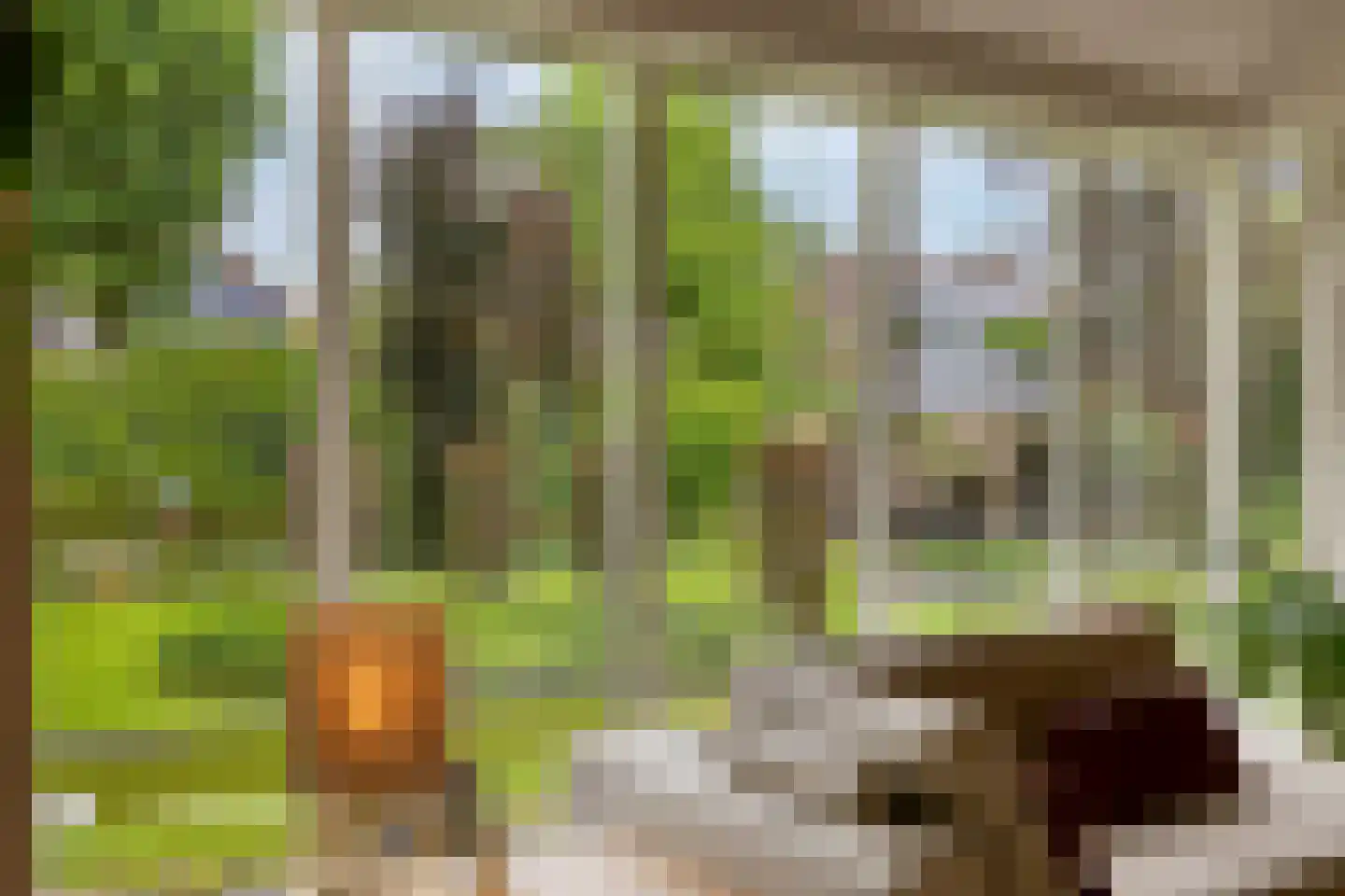 Koriander 8 Sint-Oedenrode thumbnail 28