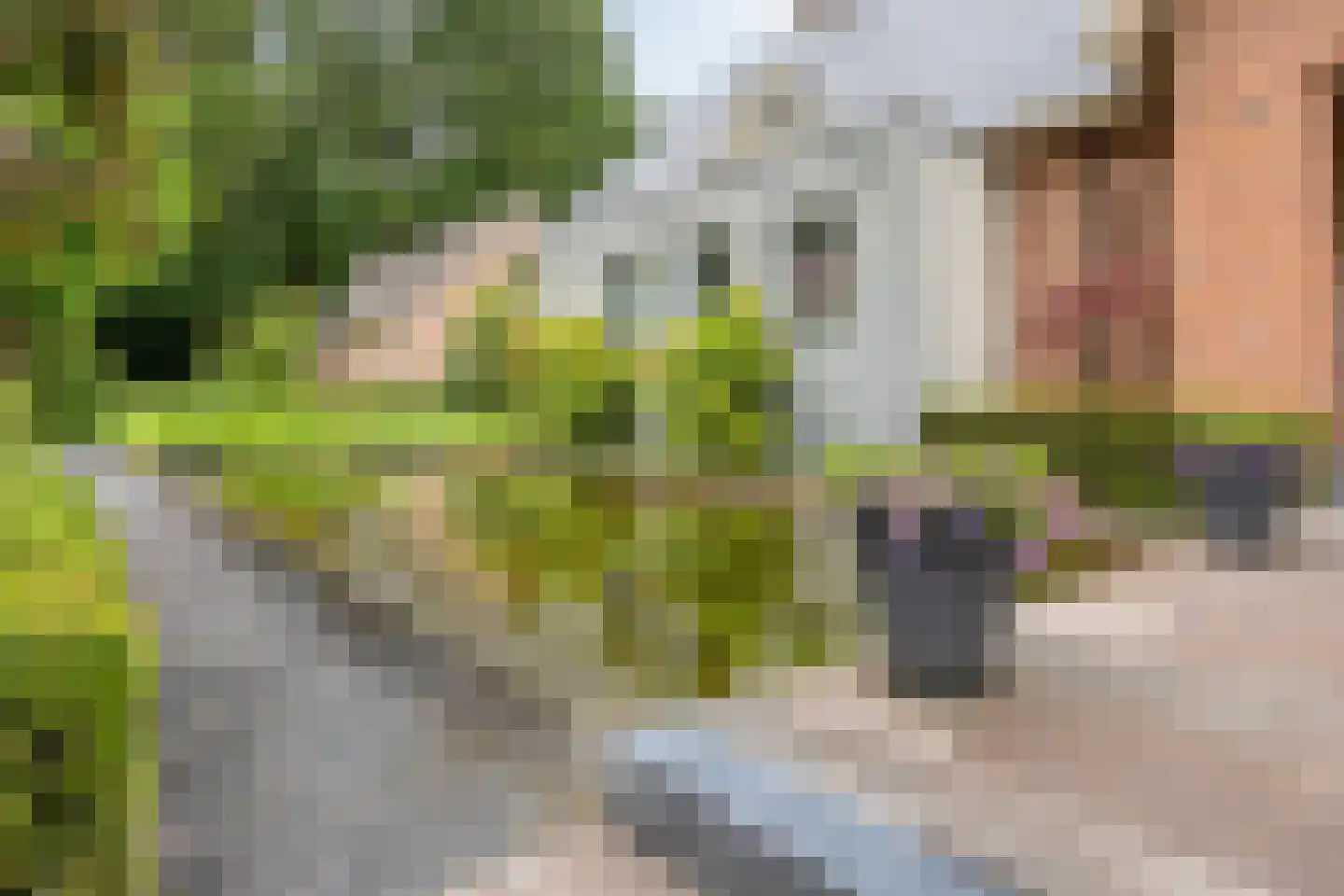Koriander 8 Sint-Oedenrode thumbnail 9