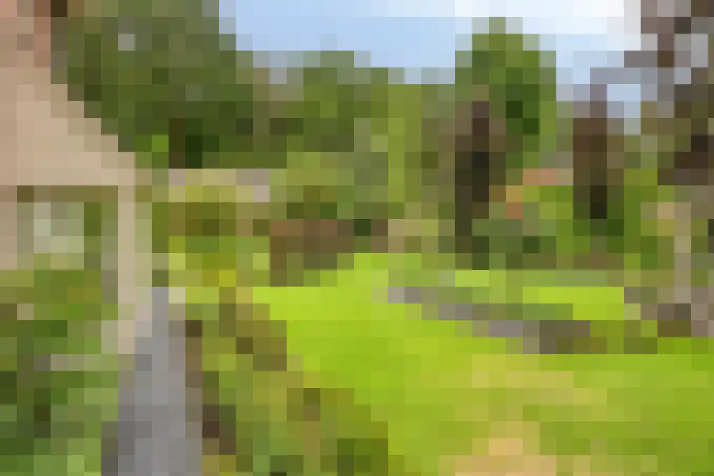 Koriander 8 Sint-Oedenrode thumbnail 96