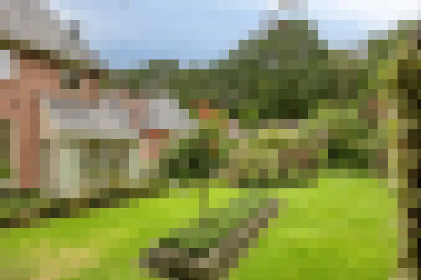 Koriander 8 Sint-Oedenrode thumbnail 98