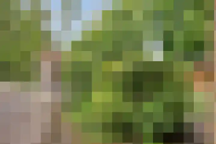 Koriander 9 Dronten thumbnail 53