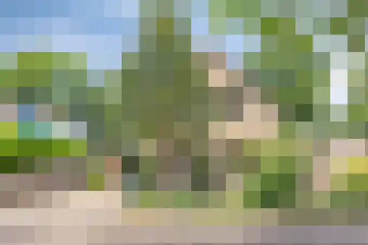 Koriander 9 Dronten thumbnail 6