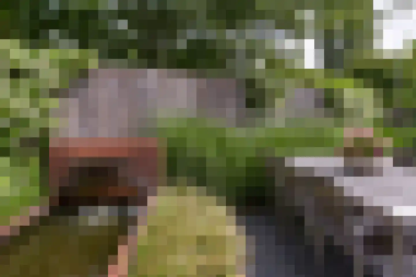 Korianderhof 14 Aalsmeer thumbnail 46