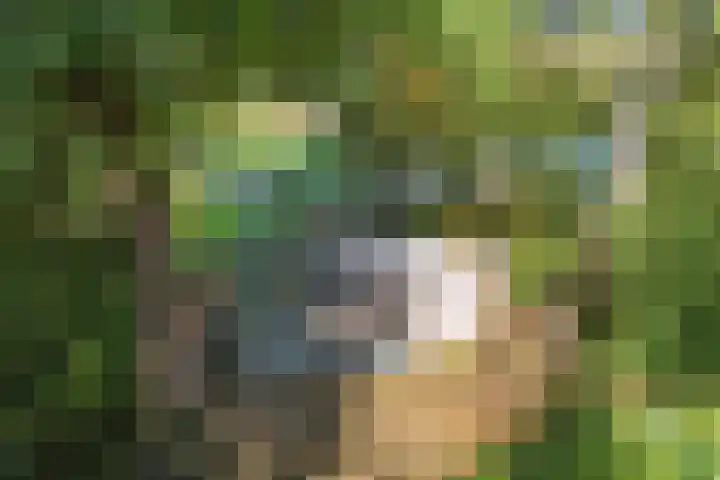 Korianderhof 46 Wierden thumbnail 22
