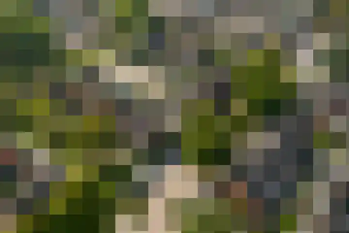 Korianderhof 46 Wierden thumbnail 54