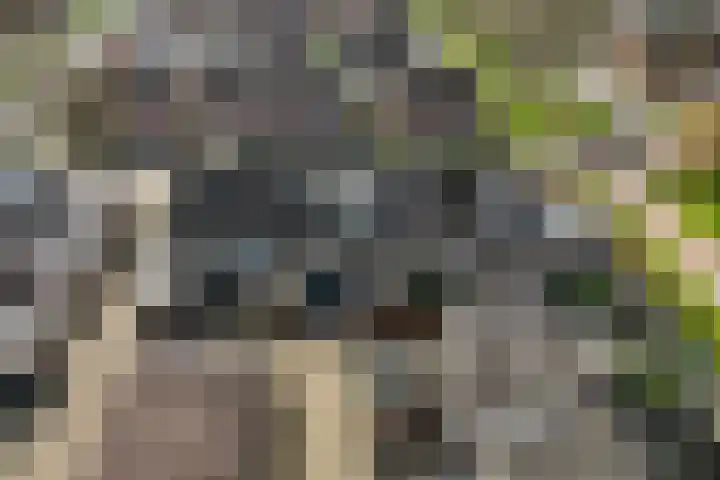 Korianderhof 5 Wierden thumbnail 41