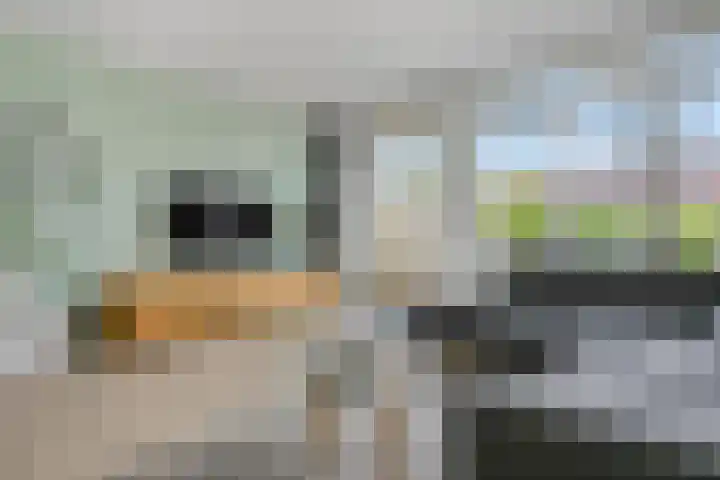 Korianderpad 6 Nijmegen thumbnail 9