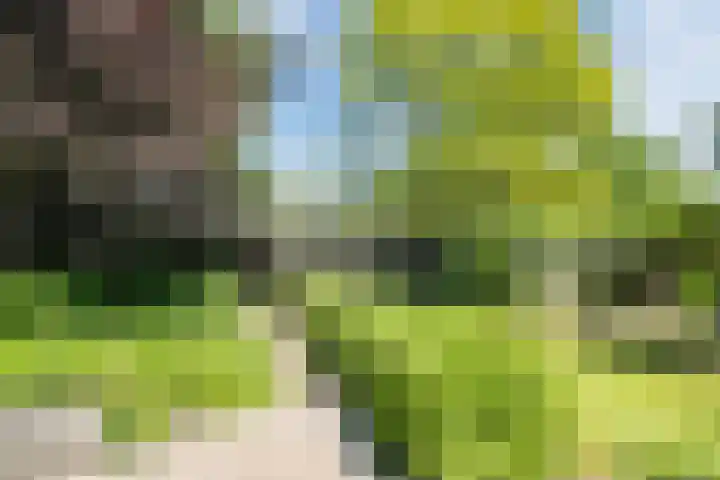 Korn 36 Dussen thumbnail 34