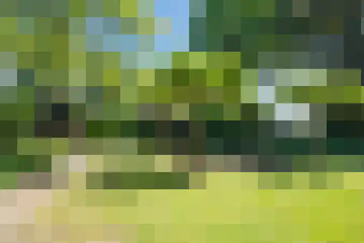Korn 36 Dussen thumbnail 37