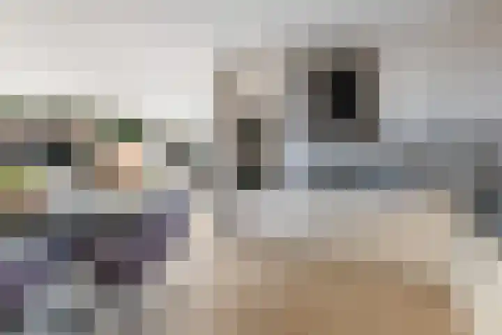 Kornet 32 Soest thumbnail 4