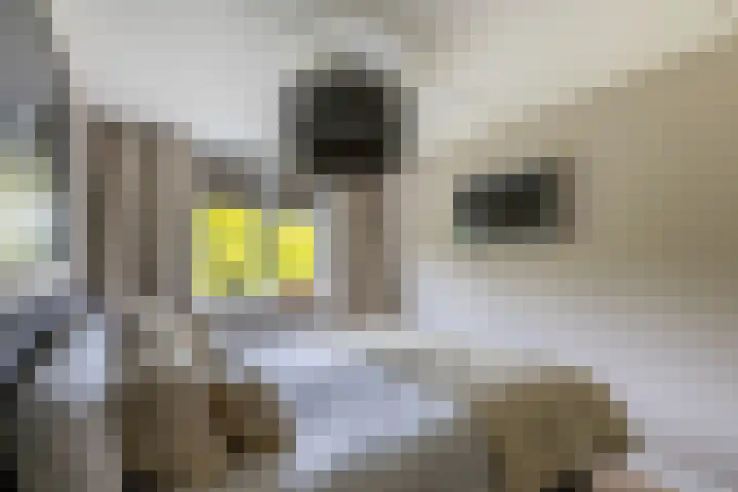 Kornet 56 Soest thumbnail 25