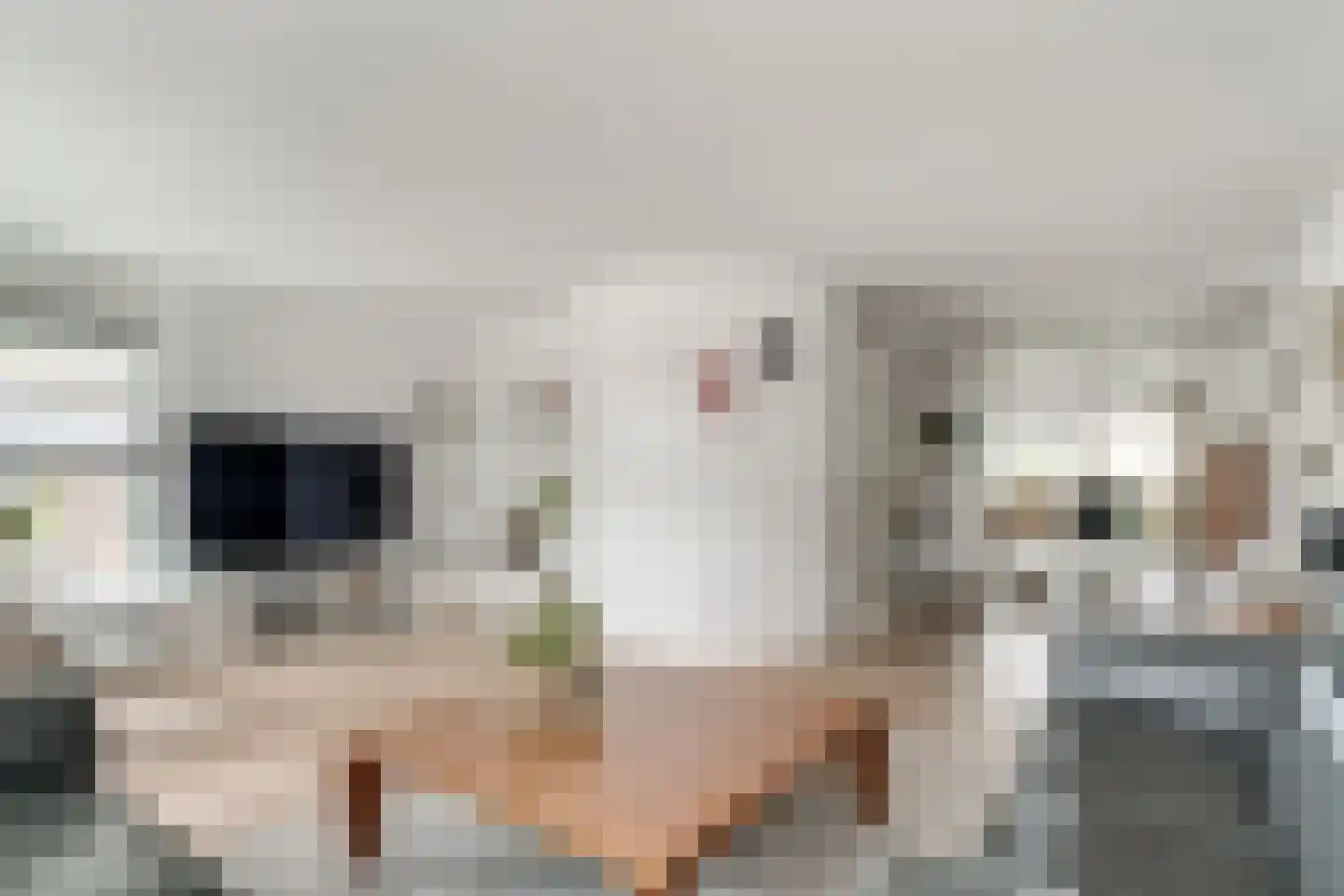 Kornet 9 Zevenaar thumbnail 16