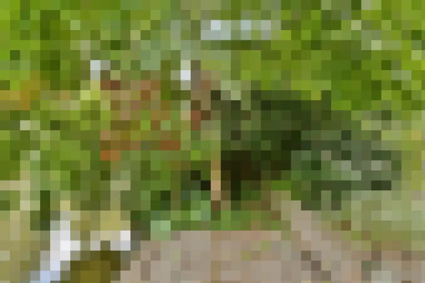 Kornoeljedreef 24 Vlaardingen thumbnail 18