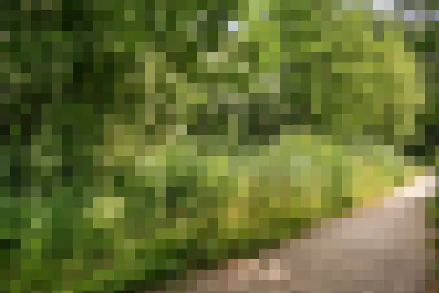 Kornoeljedreef 24 Vlaardingen thumbnail 42