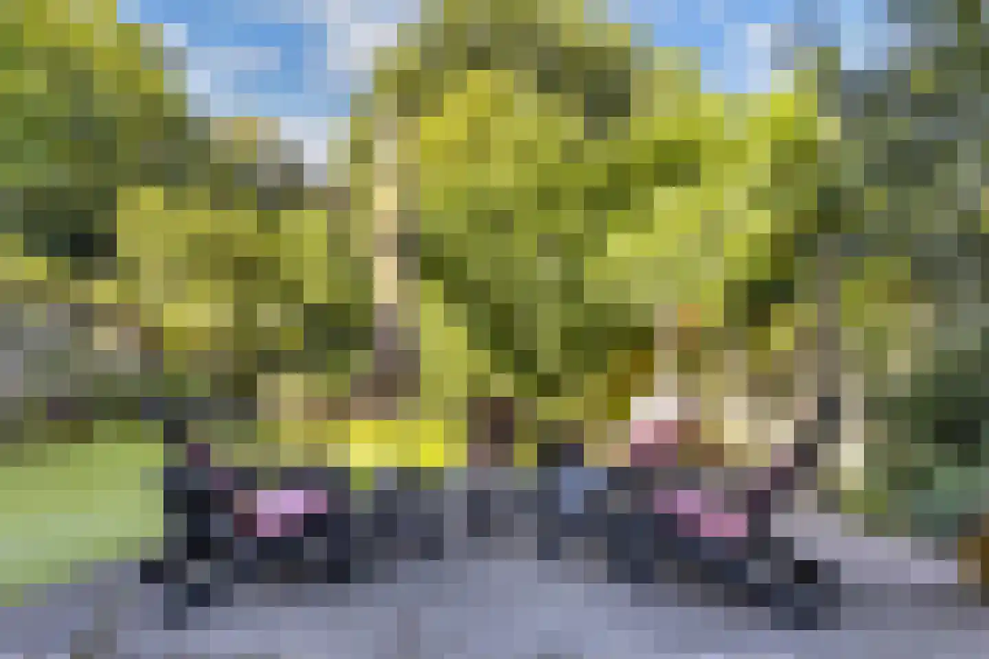 Kornputsingel 18 Steenwijk thumbnail 53