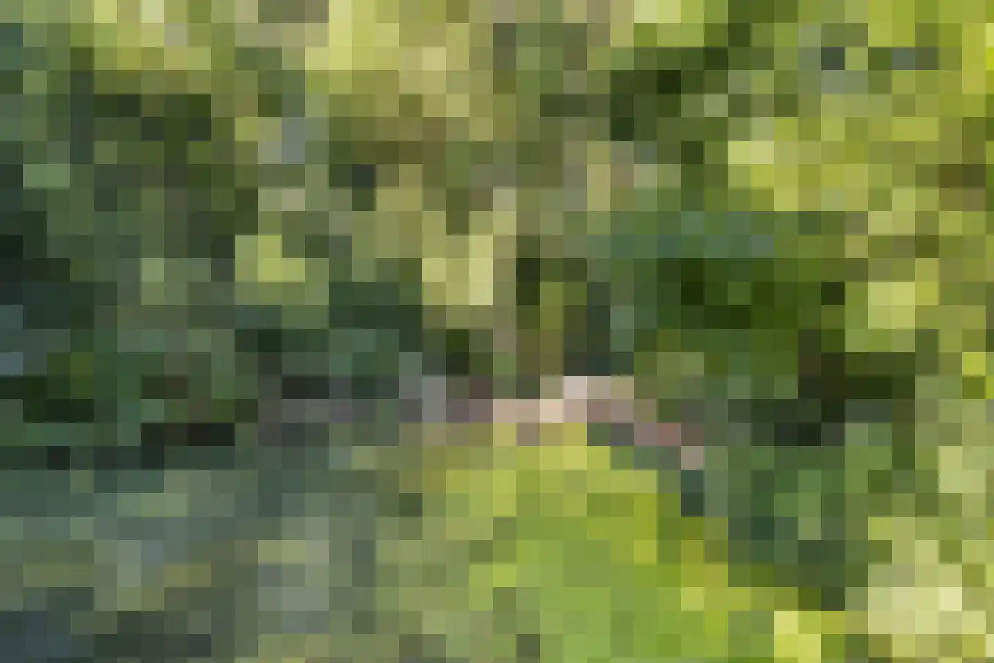 Kornputsingel 18 Steenwijk thumbnail 62