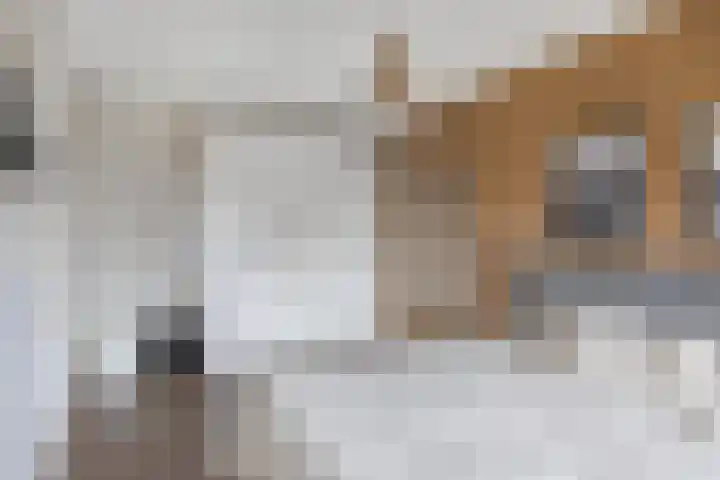 Korporaal 9 Steenwijk thumbnail 21