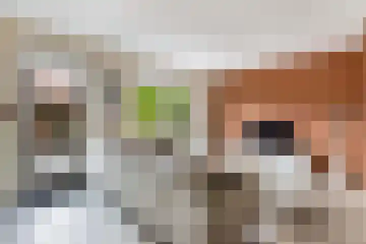 Korporaal 9 Steenwijk thumbnail 9