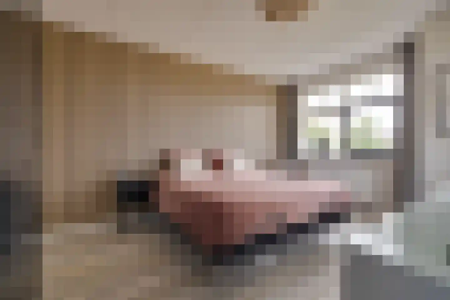 Korrelhoed 4 Apeldoorn thumbnail 17