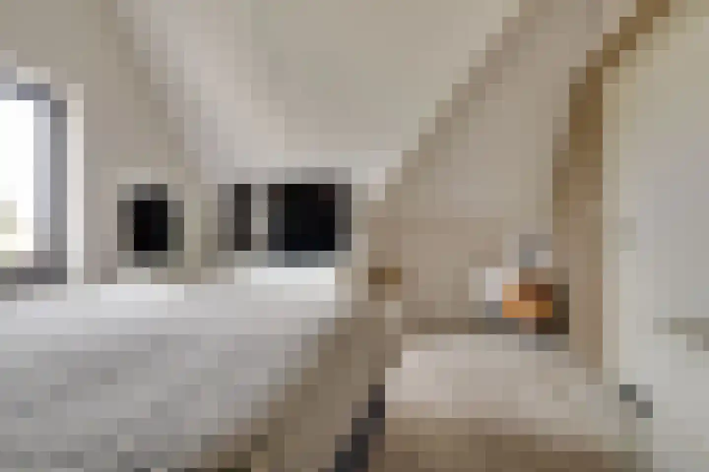 Korrelhoed 4 Apeldoorn thumbnail 33