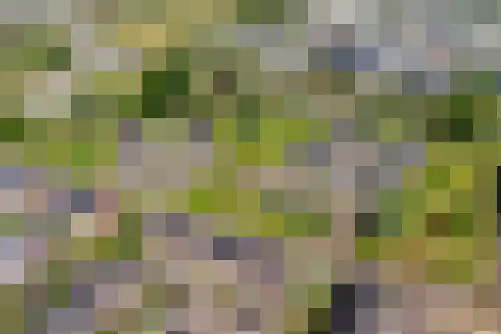 Korrelhoed 54 Apeldoorn thumbnail 27