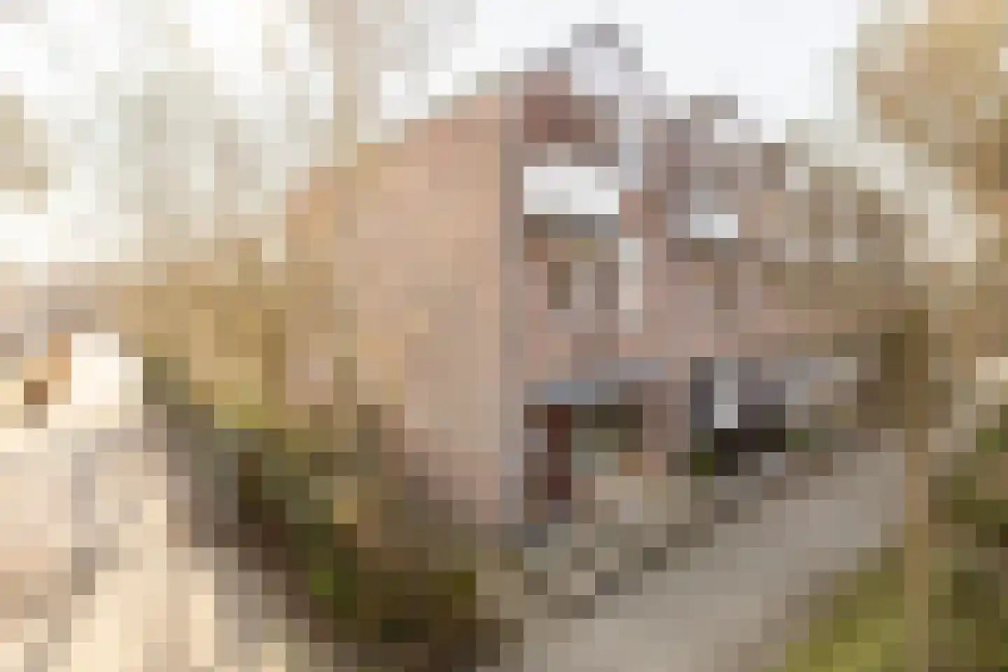 Korstmos 37 Nieuwerkerk aan den IJssel thumbnail 48