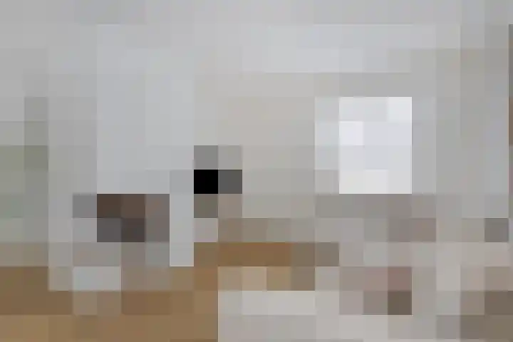 Kortbree 5 Tynaarlo thumbnail 10