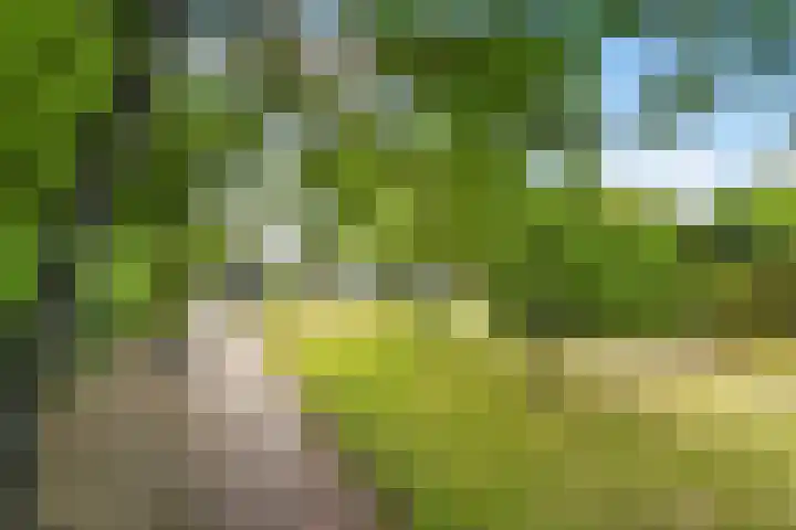 Korte Bemmelseweg 2 Elst thumbnail 38