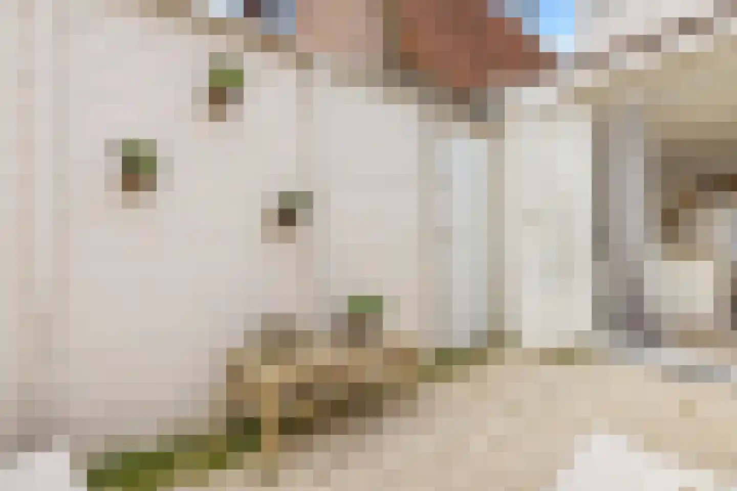 Korte Burgwal 3 Monnickendam thumbnail 17