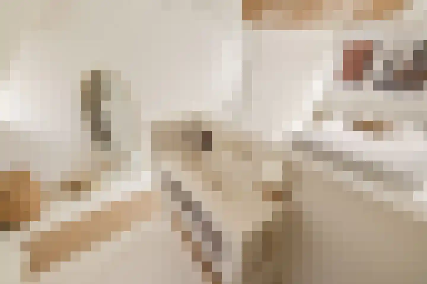 Korte Burgwal 3 Monnickendam thumbnail 28