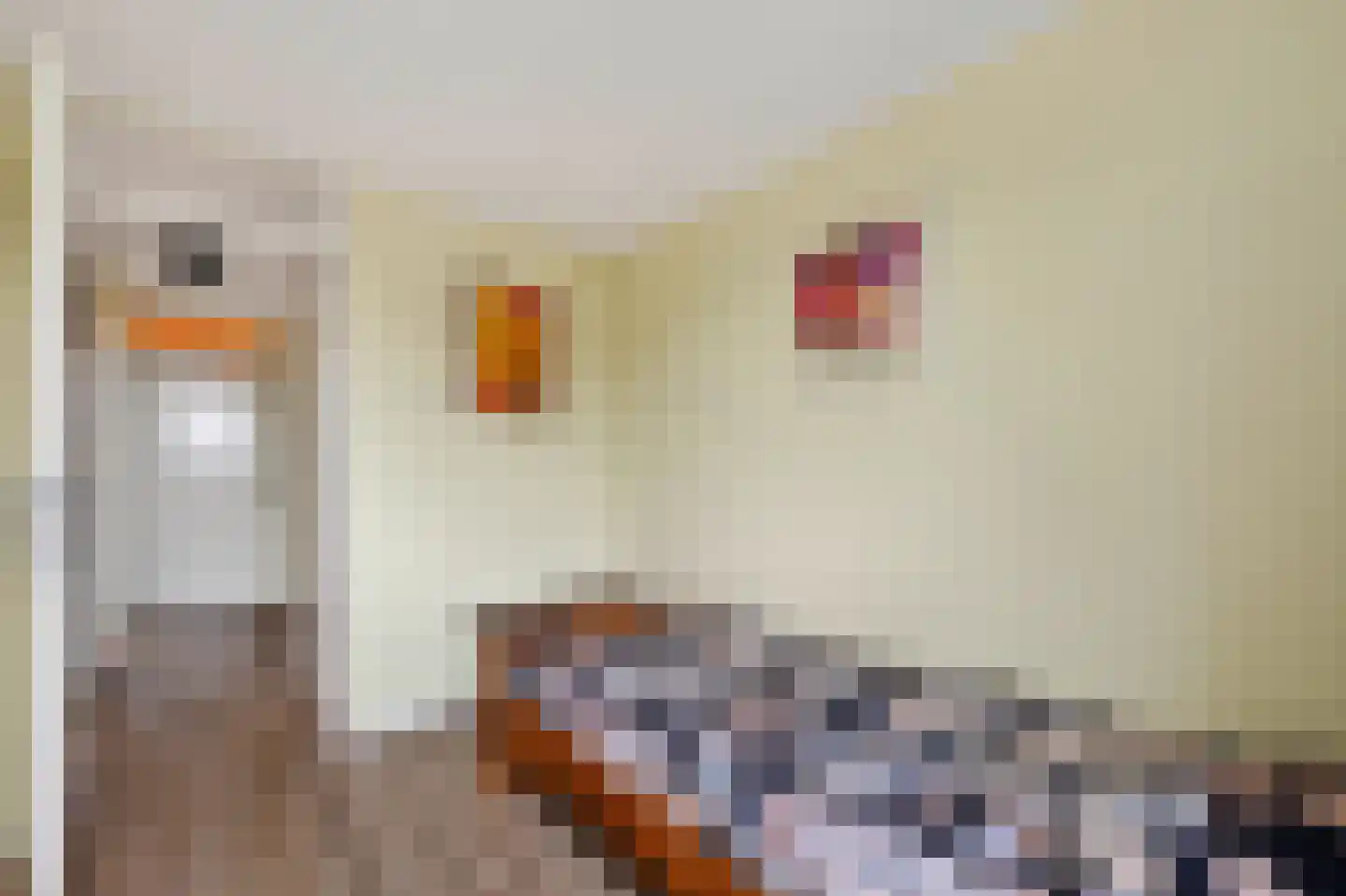 Korte Kavel 29 Emmer-Compascuum thumbnail 22