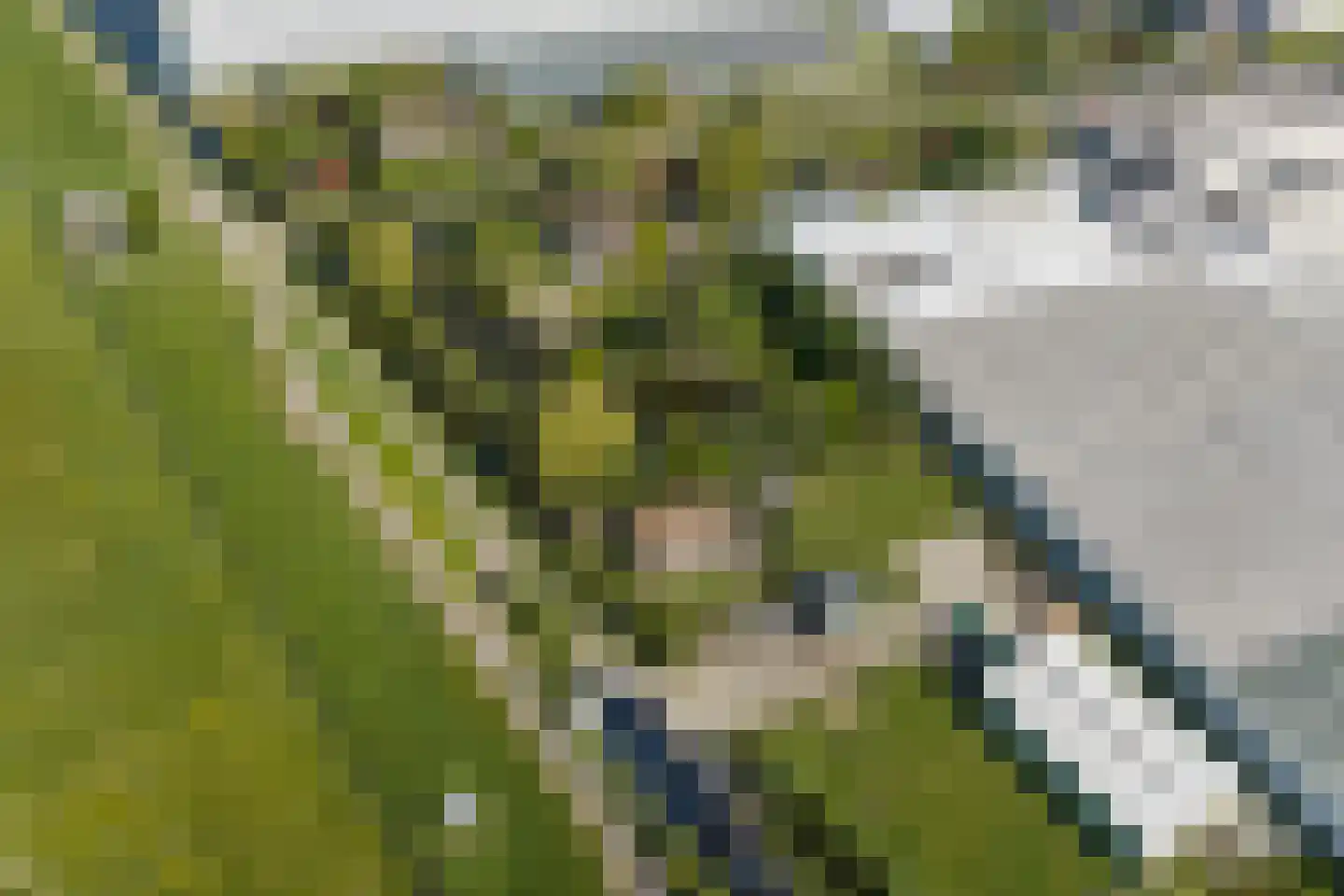 Korte Kruisweg 167 Maasdijk thumbnail 75