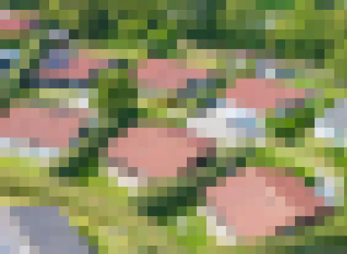 Korte Moermondsweg 23 0037 Renesse thumbnail 20