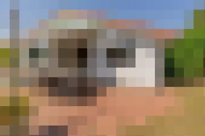 Korte Moermondsweg 23 0074 Renesse thumbnail 22