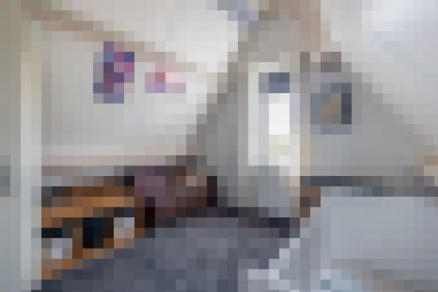 Korte Nieuwstraat 22 Sprang-Capelle thumbnail 33