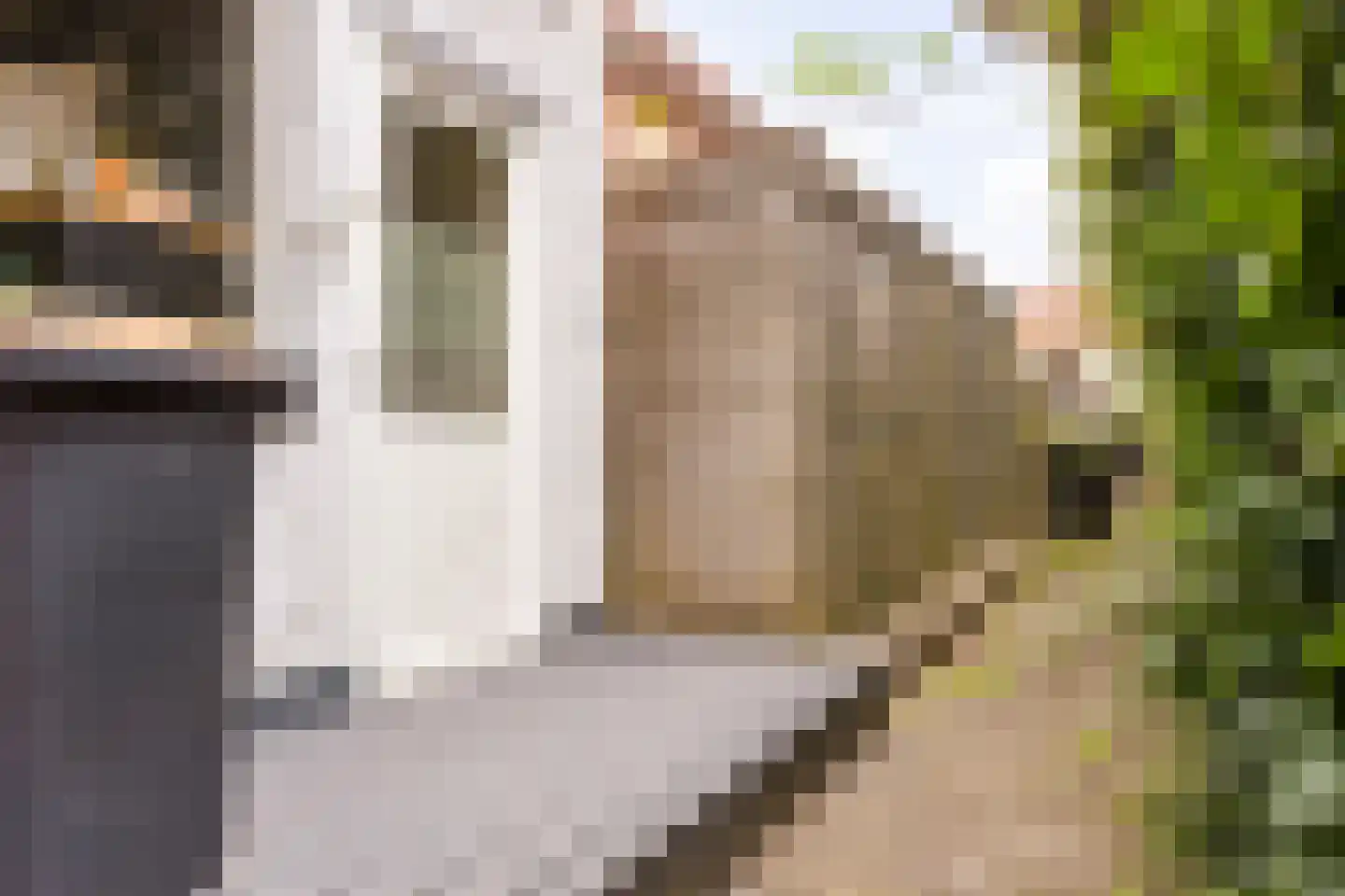 Korte Omgang 1 Bant thumbnail 33
