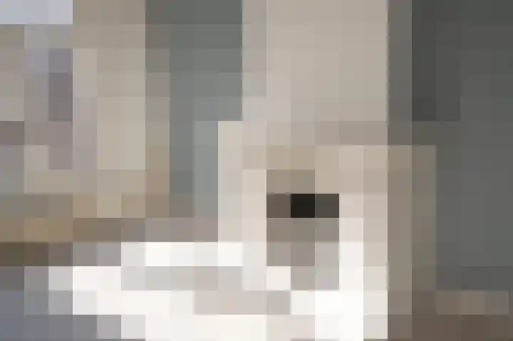 Korte Poten 42 B Den Haag thumbnail 8