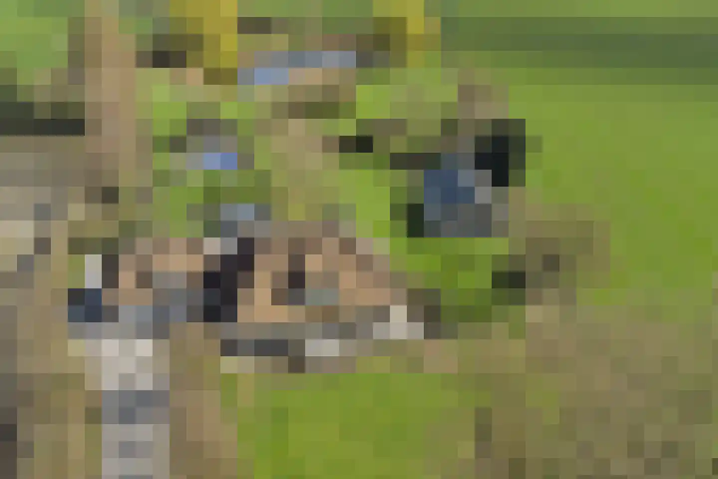 Korte Striep 3 Sint Anthonis thumbnail 8