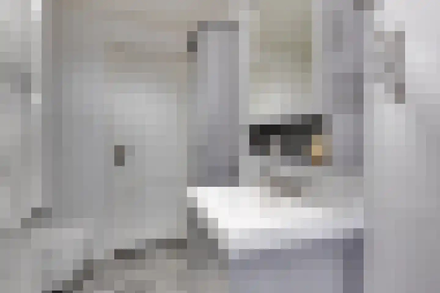 Korte Wal 1 Borculo thumbnail 16
