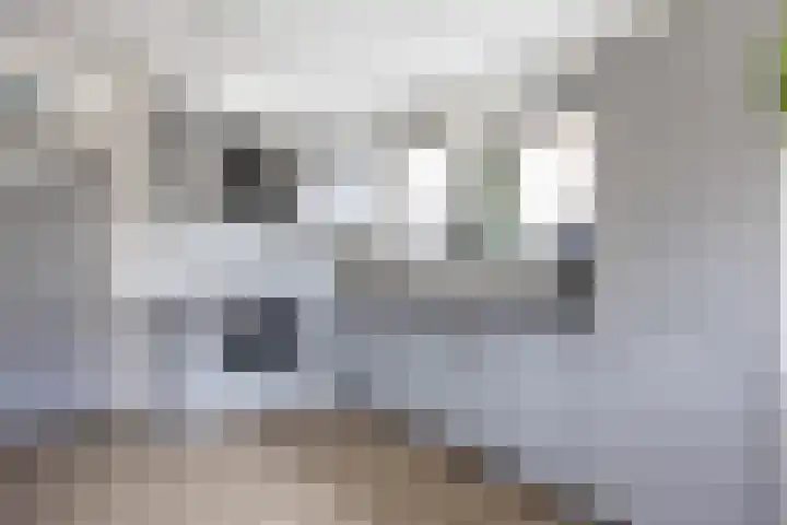 Kortelaan 5 Surhuisterveen thumbnail 11
