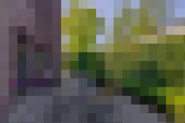 Kortenaerstraat 44 Schijndel thumbnail 33