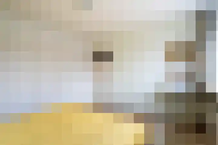 Kortenaerstraat 7 Maasdijk thumbnail 27