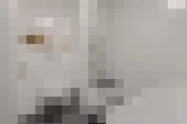 Kortendonk 17 Breda thumbnail 27