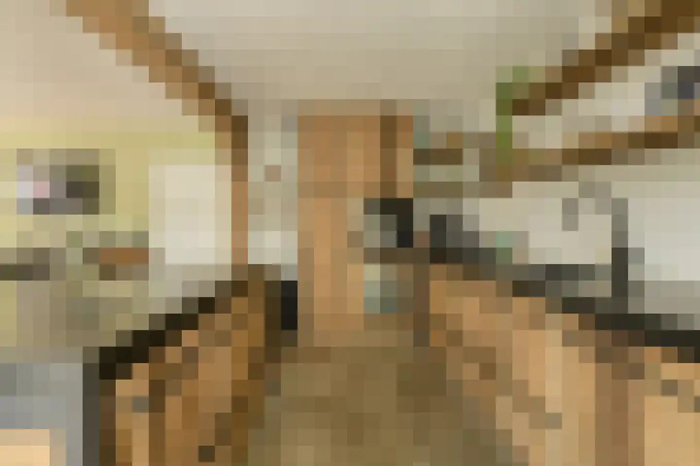 Kortendonk 8 Teteringen thumbnail 19