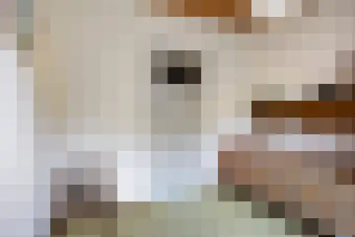 Kortenhorststraat 10 Oss thumbnail 22