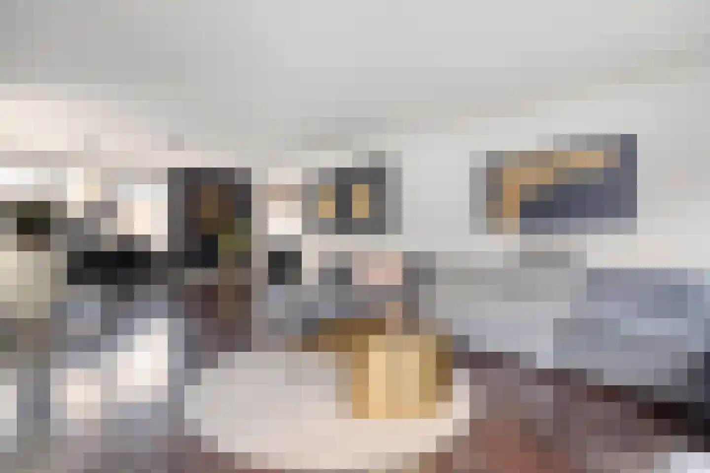 Kortestraat 5 Raalte thumbnail 33