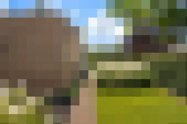Korteweegje 27 Nieuwe-Tonge thumbnail 32